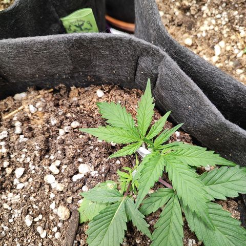 Sour Diesel Auto growlog timeline photo