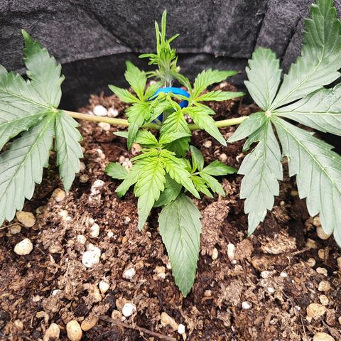 Sour Diesel Auto growlog timeline photo