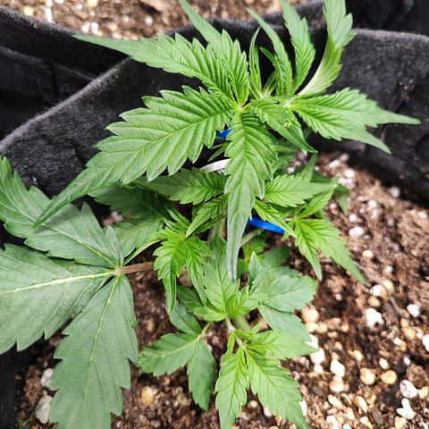 Sour Diesel Auto growlog timeline photo
