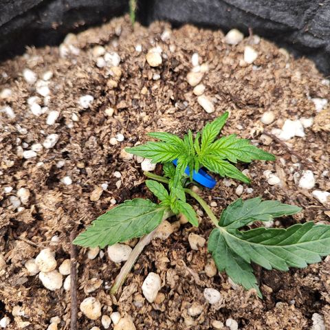 Girl Scout Cookies Auto growlog timeline photo