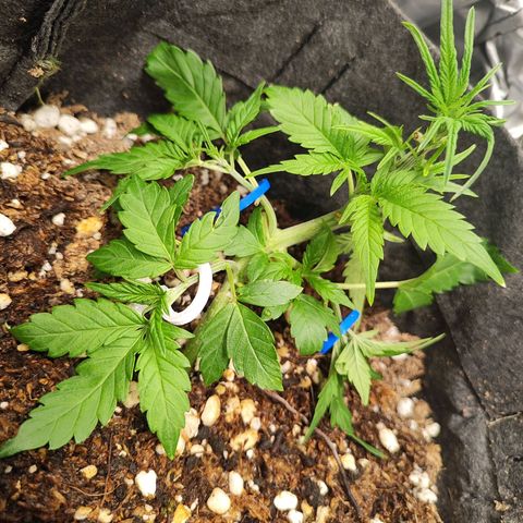 Sour Diesel Auto growlog timeline photo