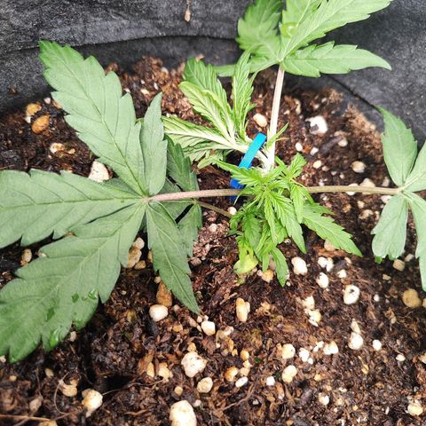 Girl Scout Cookies Auto growlog timeline photo