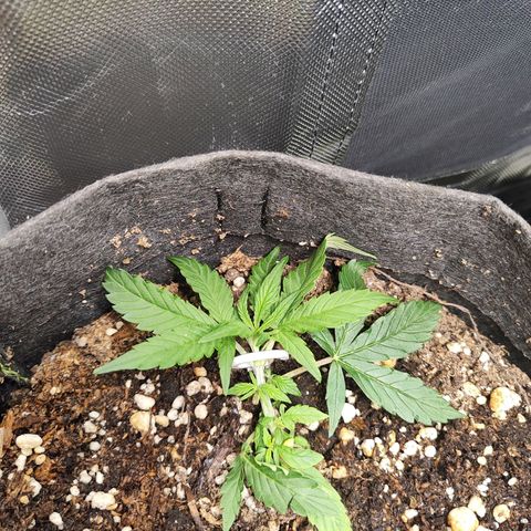 OG Kush Auto growlog timeline photo