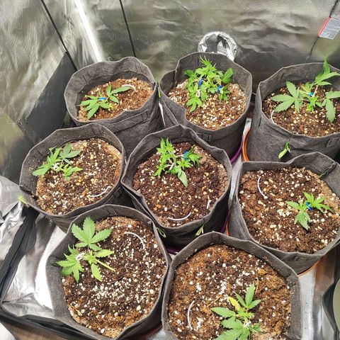 Girl Scout Cookies Auto growlog timeline photo