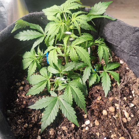 Sour Diesel Auto growlog timeline photo