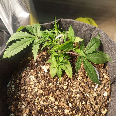 Sour Diesel Auto growlog timeline photo