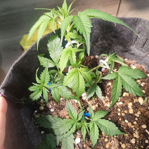 Sour Diesel Auto growlog timeline photo