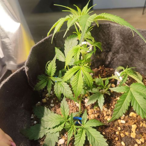 Sour Diesel Auto growlog timeline photo