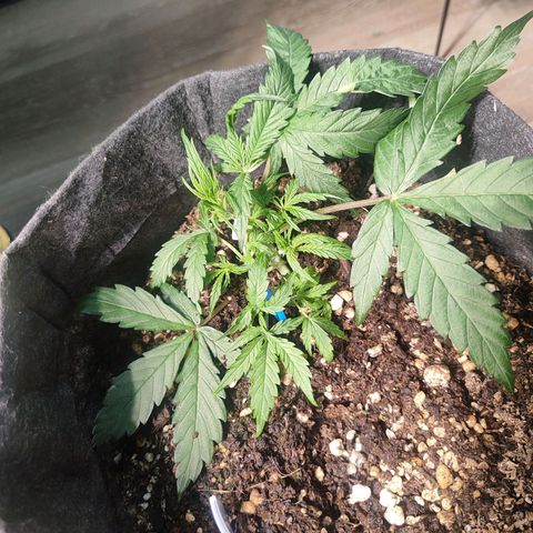 Girl Scout Cookies Auto growlog timeline photo