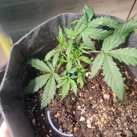 Girl Scout Cookies Auto growlog timeline photo