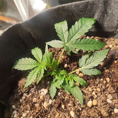 Girl Scout Cookies Auto growlog timeline photo