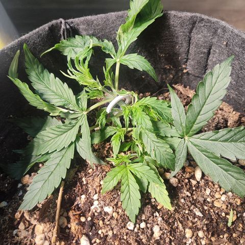 OG Kush Auto growlog timeline photo
