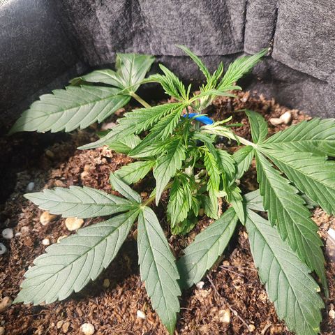 OG Kush Auto growlog timeline photo