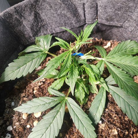 OG Kush Auto growlog timeline photo
