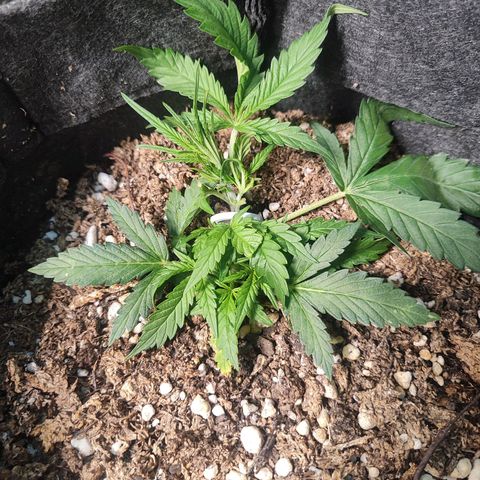 Girl Scout Cookies Auto growlog timeline photo