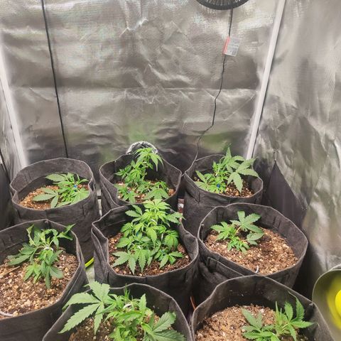 Girl Scout Cookies Auto growlog timeline photo