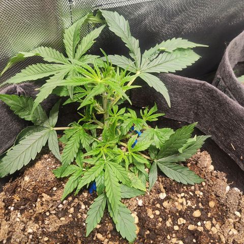 OG Kush Auto growlog timeline photo
