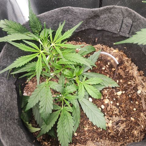 OG Kush Auto growlog timeline photo
