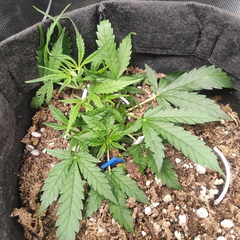 Girl Scout Cookies Auto growlog timeline photo