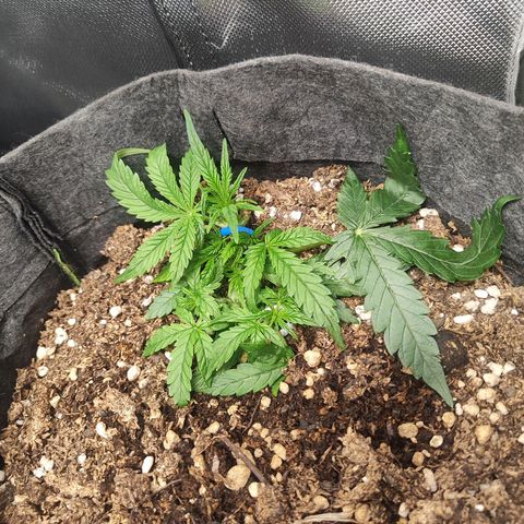 Girl Scout Cookies Auto growlog timeline photo