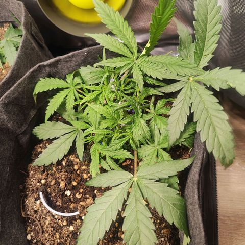 Girl Scout Cookies Auto growlog timeline photo