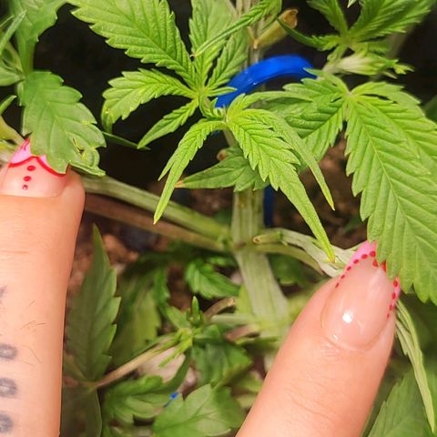 Sour Diesel Auto growlog timeline photo