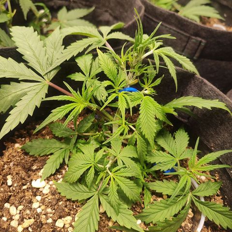 Sour Diesel Auto growlog timeline photo