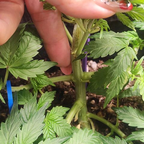 Sour Diesel Auto growlog timeline photo