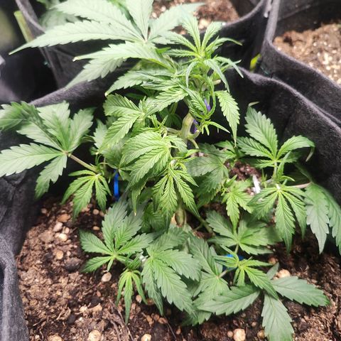 Sour Diesel Auto growlog timeline photo