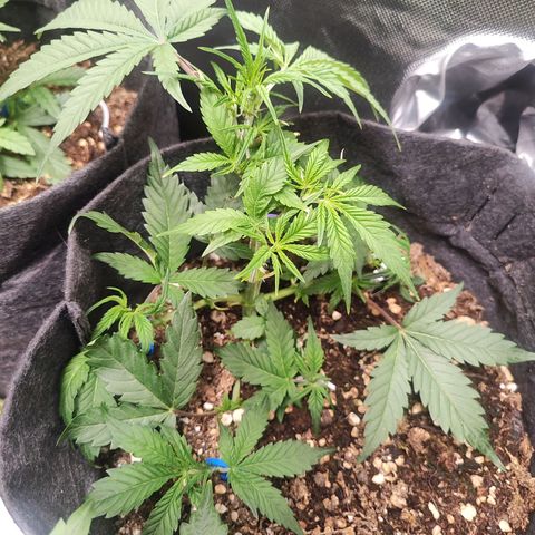 Sour Diesel Auto growlog timeline photo