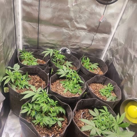 Girl Scout Cookies Auto growlog timeline photo