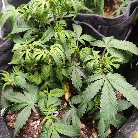 Sour Diesel Auto growlog timeline photo