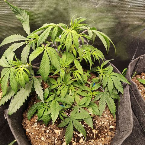 Sour Diesel Auto growlog timeline photo