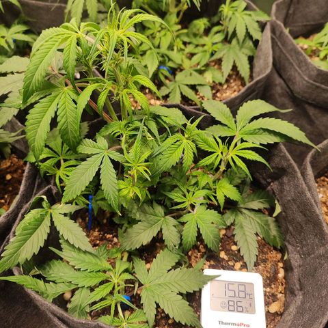 Sour Diesel Auto growlog timeline photo