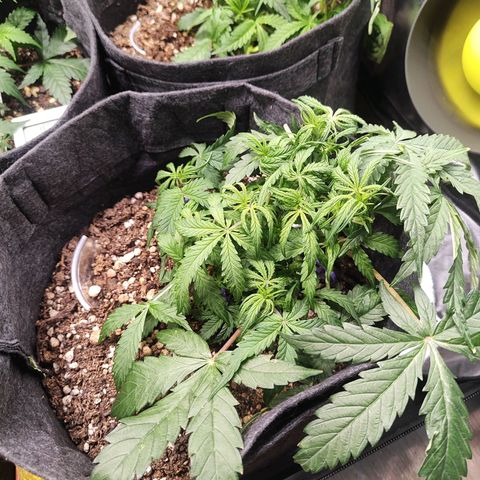 Girl Scout Cookies Auto growlog timeline photo