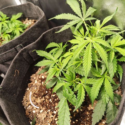 Girl Scout Cookies Auto growlog timeline photo