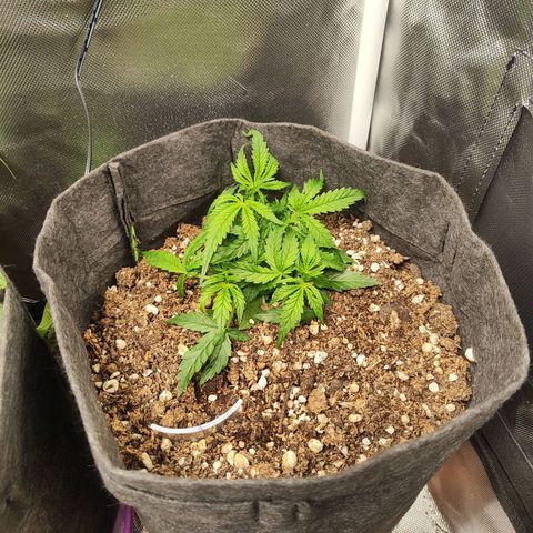 Girl Scout Cookies Auto growlog timeline photo