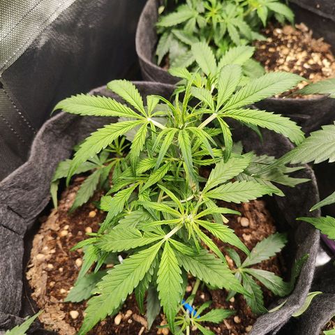 OG Kush Auto growlog timeline photo