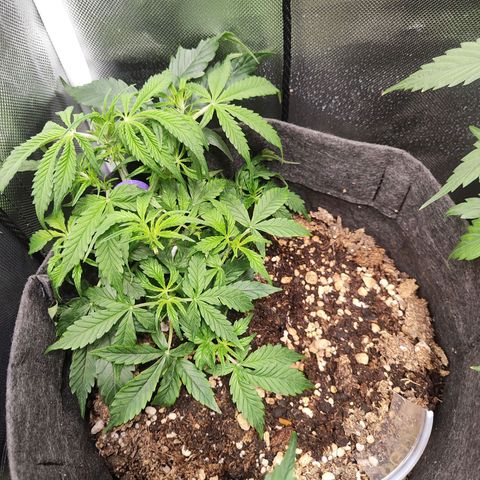 OG Kush Auto growlog timeline photo