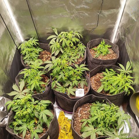 Girl Scout Cookies Auto growlog timeline photo