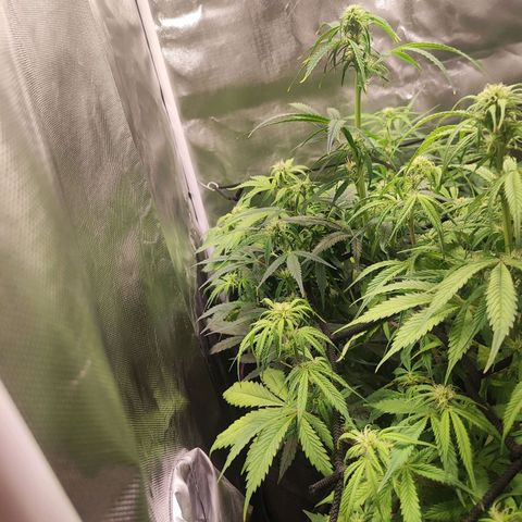 OG Kush Auto growlog timeline photo