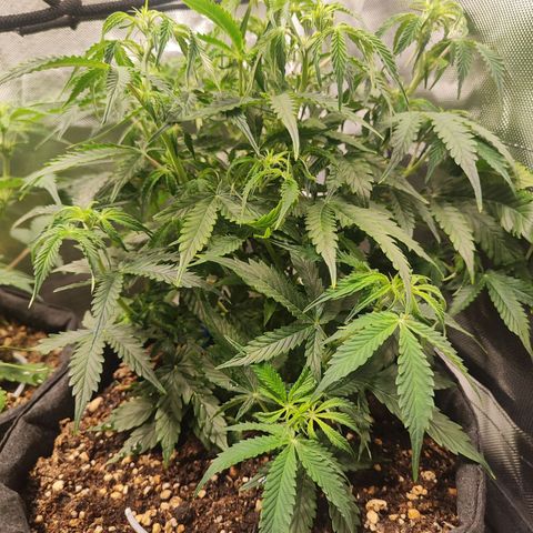 OG Kush Auto growlog timeline photo