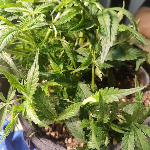 Girl Scout Cookies Auto growlog timeline photo