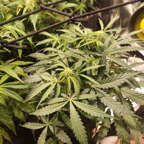 Girl Scout Cookies Auto growlog timeline photo
