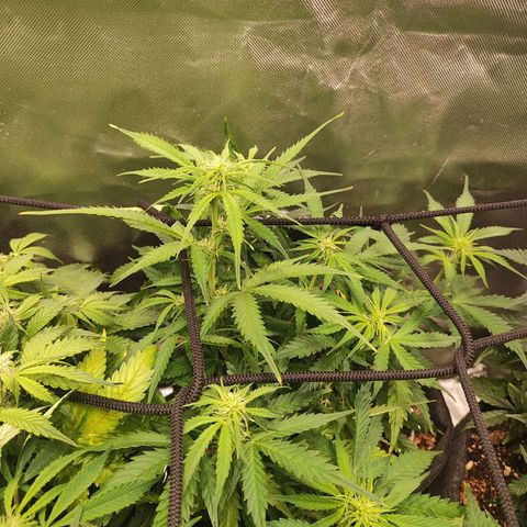 Girl Scout Cookies Auto growlog timeline photo