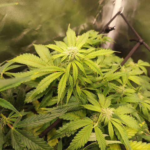 Sour Diesel Auto growlog timeline photo