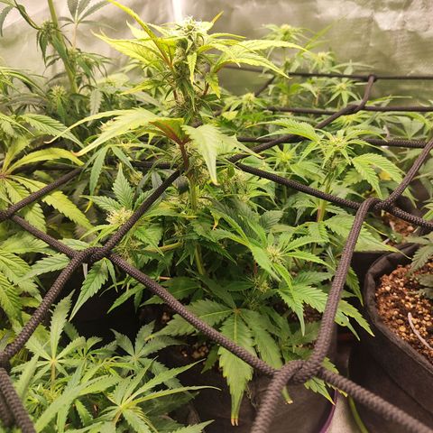 Sour Diesel Auto growlog timeline photo