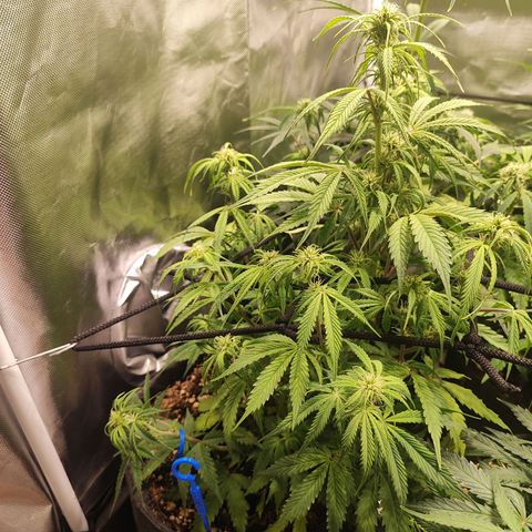 Sour Diesel Auto growlog timeline photo