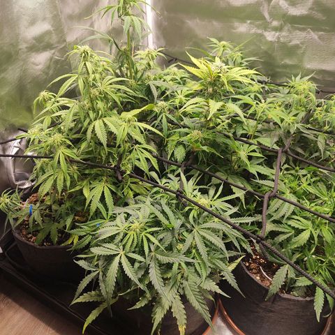 Girl Scout Cookies Auto growlog timeline photo