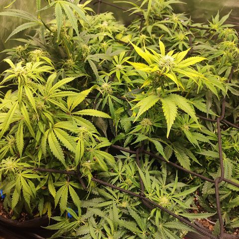 Girl Scout Cookies Auto growlog timeline photo